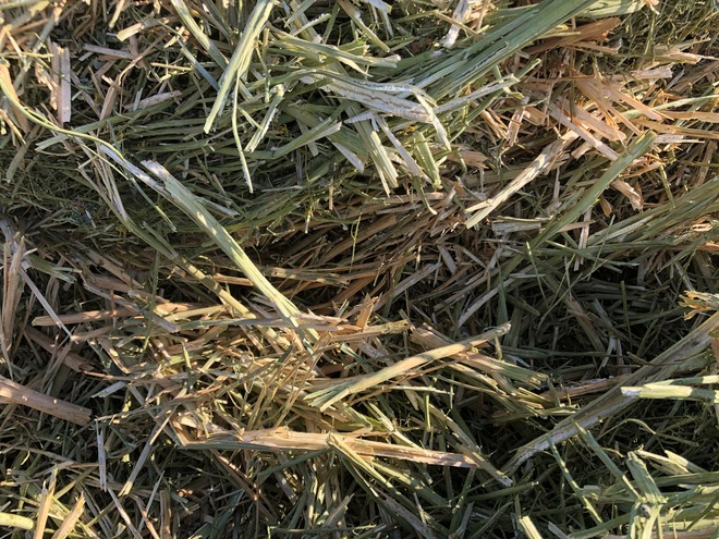 Canola Hay  2000 mt Available Now 8x4x3 HD Bales