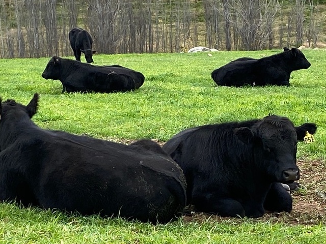 ANGUS BULLS
