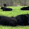 ANGUS BULLS