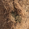 80mt Vetch Hay 600-650kg 8x4x3 Bales