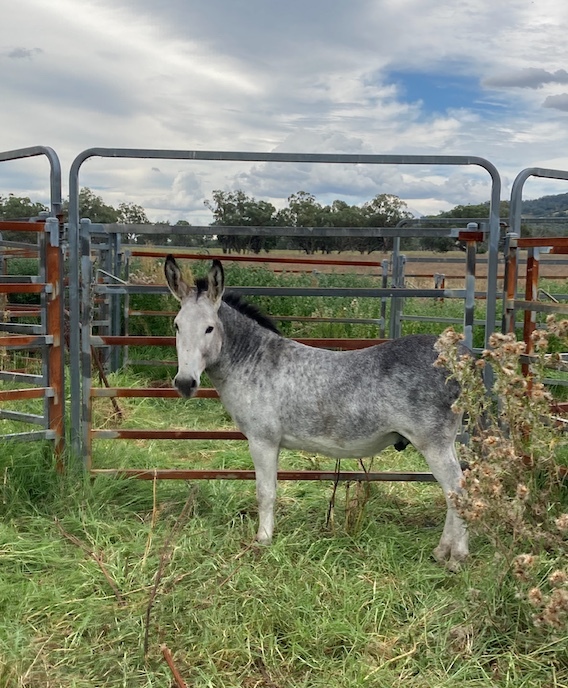 2yo Male Donkey 