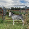 2yo Male Donkey 