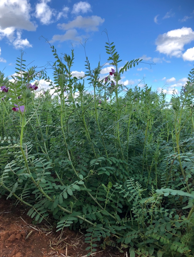 500mt Top Quality New Season Vetch Hay