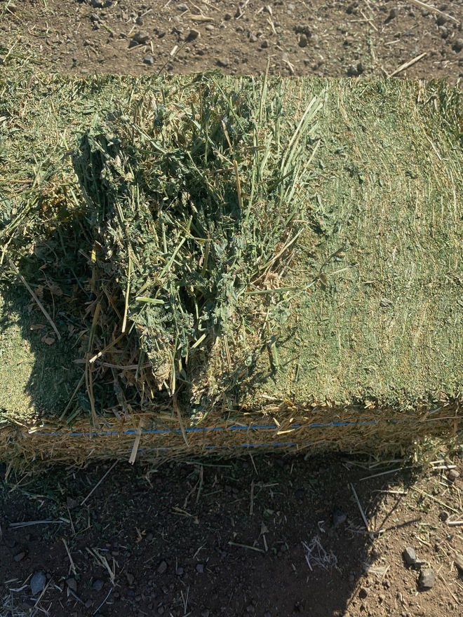 Compress Lucerne Squares