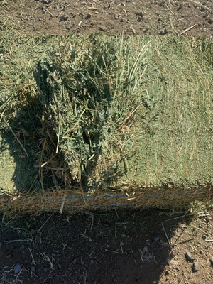 Compress Lucerne Squares