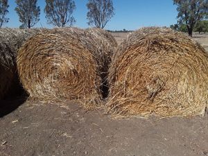 Oaten Hay 5x4 Round Bales (New Season)