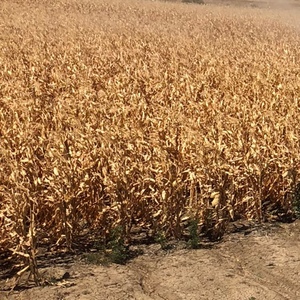 8x4x3 corn stubble bales