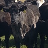 12 x PTIC Angus Shorthorn Cross Cows to Shorthorn Bull