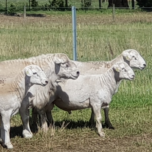 Australian White Ewes and Rams
