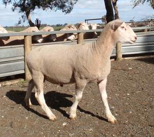 2019  Pepperton White Suffolk Rams For Sale now - high Lambplan Carcase Plus Index with new Eating Quality Index