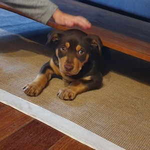 Kelpie Pup