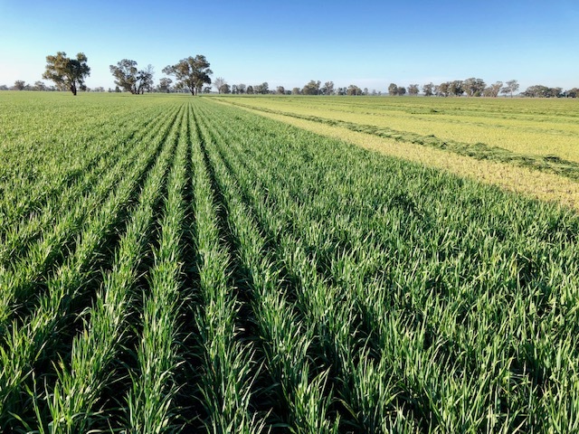 Chaffed Wheaten Silage 