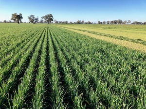 Chaffed Wheaten Silage 