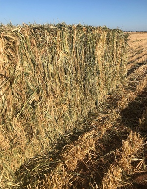 New Season Barley Hay For Sale in 8x4x3's