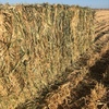 New Season Barley Hay For Sale in 8x4x3's