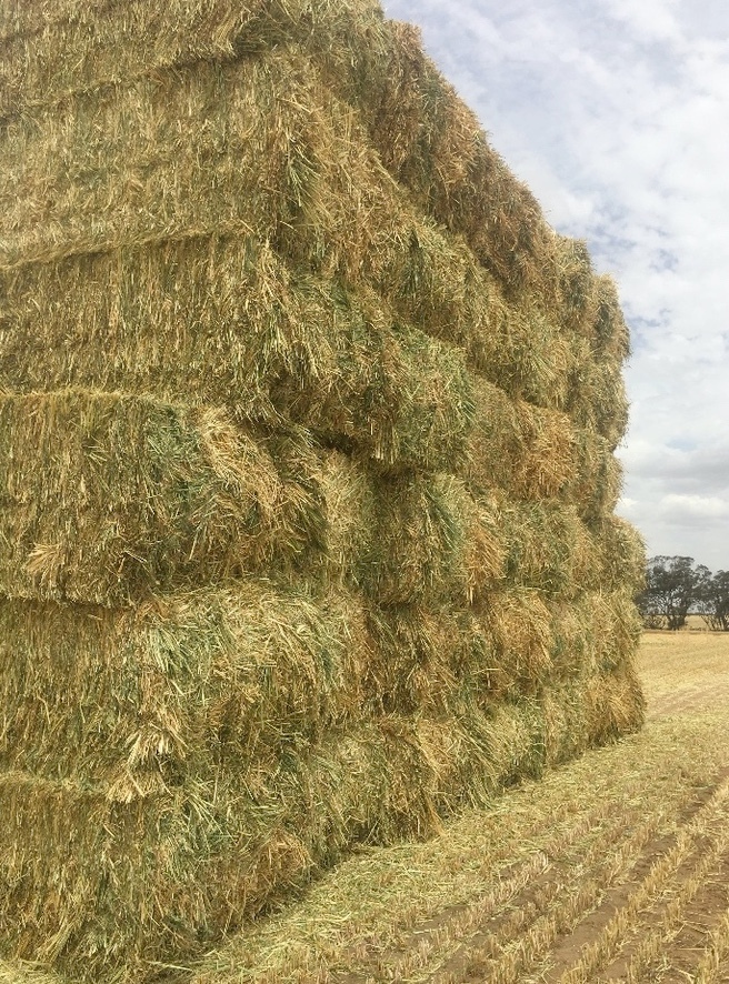 Oaten Hay For Sale in 8x4x3's