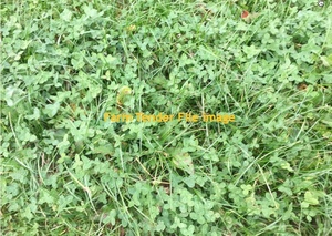 Persion Clover Silage  60 Rolls