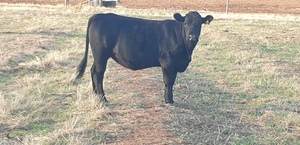 Angus Heifer