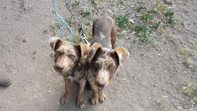 Kelpie Coolie X Sheepdogs