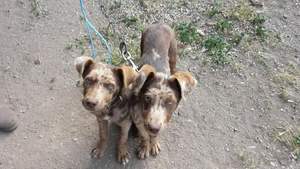 Kelpie Coolie X Sheepdogs