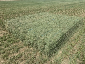 Second Cut Lucerne 