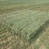 Second Cut Lucerne 