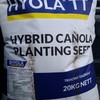 Hyola 559TT canola seed