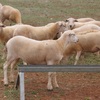Aussie white/Wiltipoll weaner ewe lambs