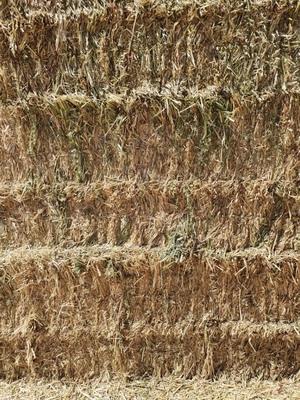200mt Oaten Hay 600kg 8x4x3 Bales ex farm