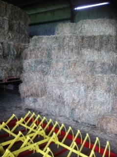 1000 x Grassy Lucerne Hay Small Squares