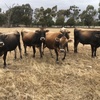 Jersey bulls 