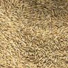 18MT Yallara Oat Seed