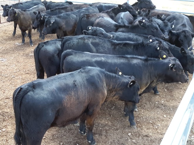 20 MS Black & Black Baldy calves, 6-8 months.