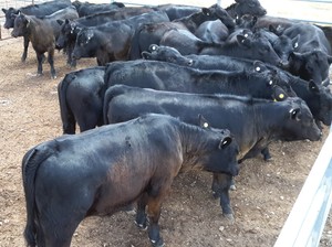20 MS Black & Black Baldy calves, 6-8 months.