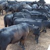 20 MS Black & Black Baldy calves, 6-8 months.
