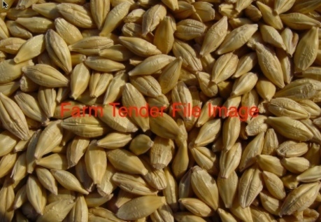 FEED BARLEY FOR SALE - Ex Farm
