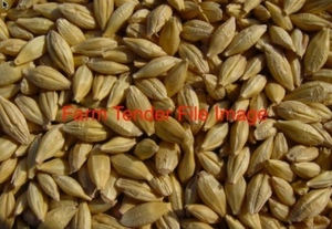 FEED BARLEY FOR SALE - Ex Farm
