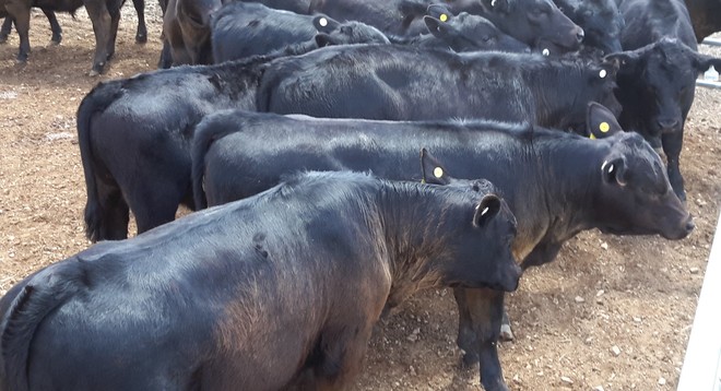 20 MS Black & Black Baldy calves, 6-8 months.