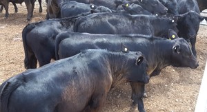 20 MS Black & Black Baldy calves, 6-8 months.