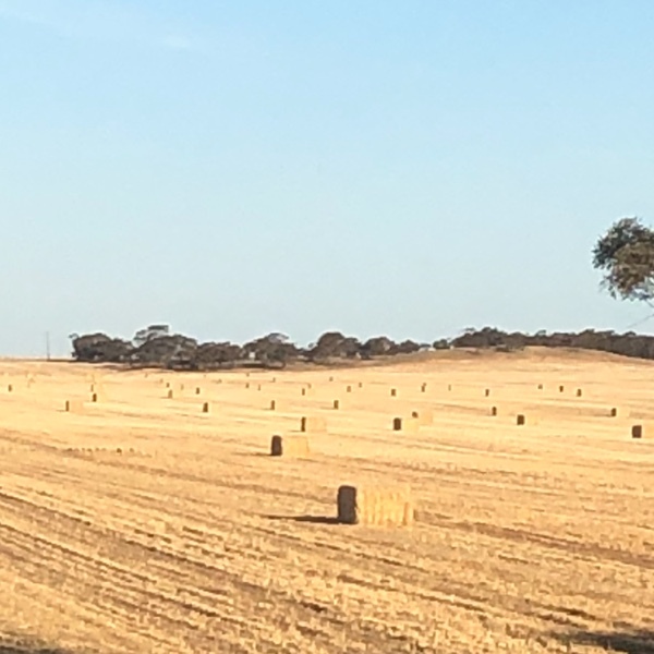 Barley & Wheat straw