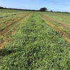 500mt Top Quality New Season Vetch Hay