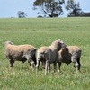 Merino Rams