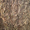 Canola Hay Protein 17.7 27mt Conditioned & Chopped