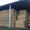 350 x 8x4x3 Bales of Oaten Hay Ave 650 Kg's