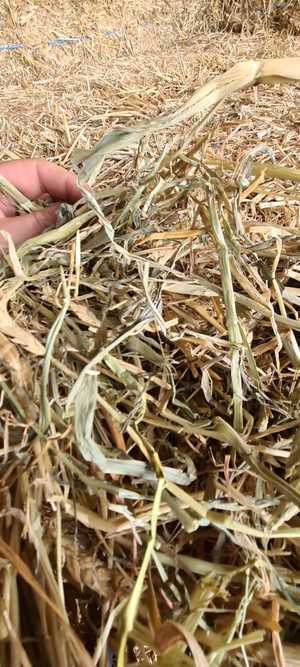 Wheaten Hay Small Square Bales