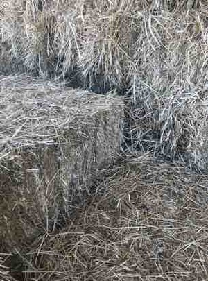 Irrigated Clover and Rye Small Square Bales
