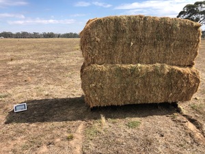 Clover hay