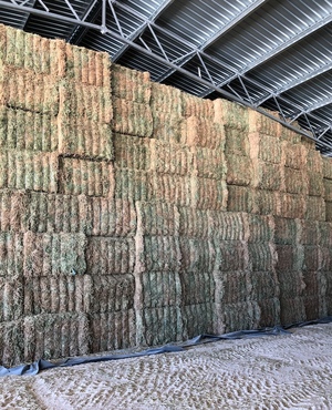 Vetch Hay 700kg 8x4x3 Bales Shedded 