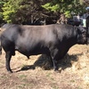 Angus Bull