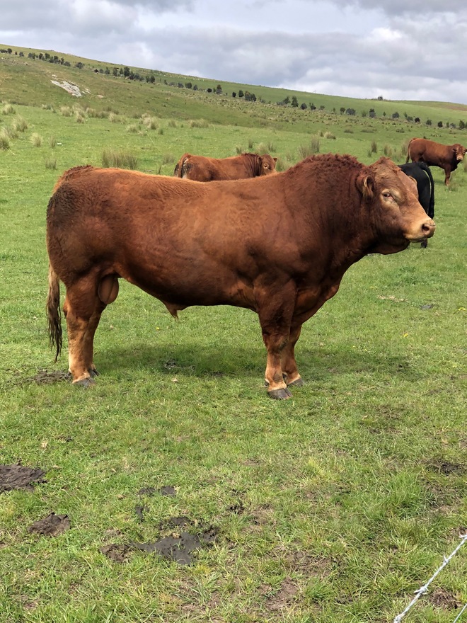 Stud Limousine Bull for Hire 
